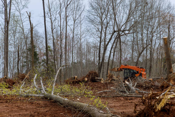 Best Commercial Tree Removal  in USA